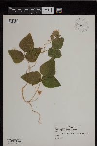 Amphicarpaea bracteata image