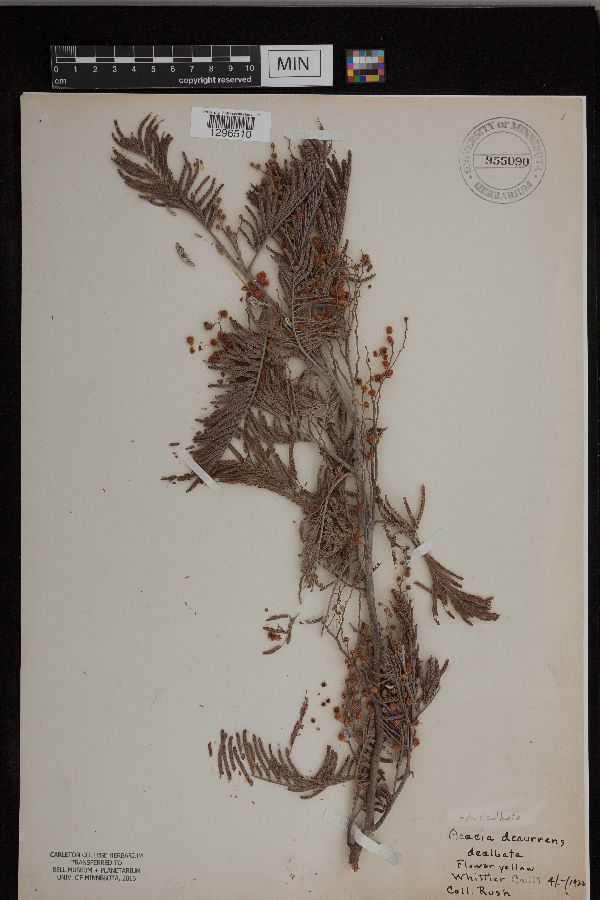 Acacia dealbata image