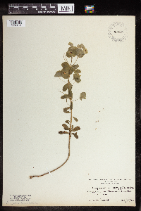 Media resource of Euphorbia amygdaloides