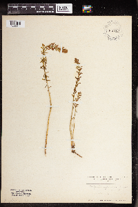 Euphorbia cyparissias image