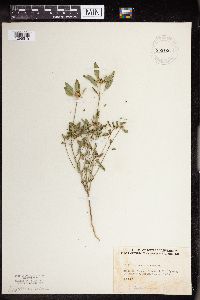 Euphorbia dentata image