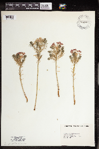 Euphorbia cyparissias image