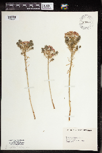 Euphorbia cyparissias image