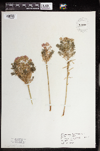 Euphorbia cyparissias image