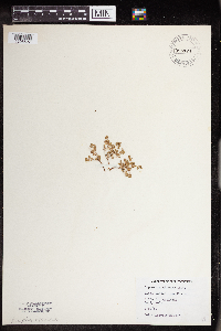 Media resource of Euphorbia albomarginata