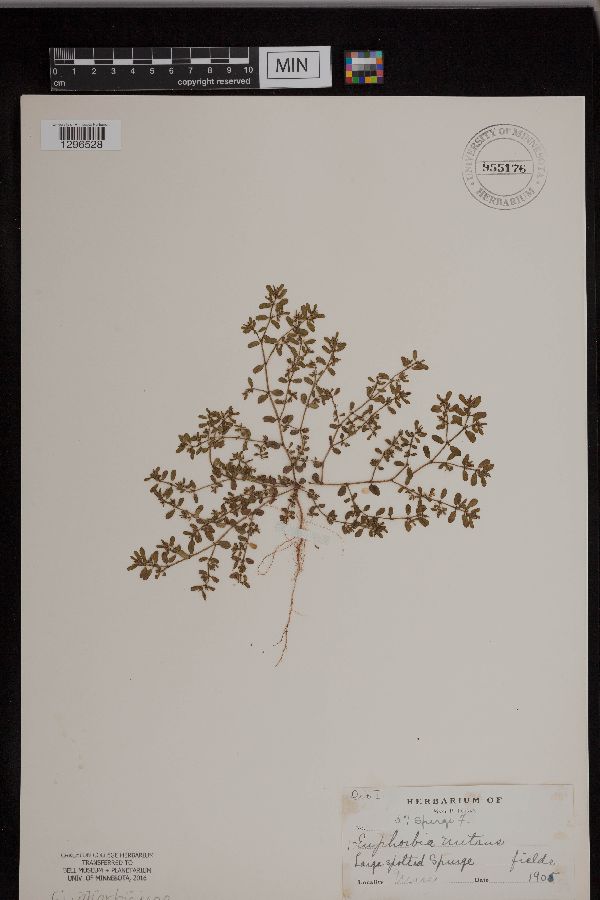 Euphorbia nutans image