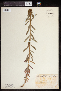 Euphorbia virgata image