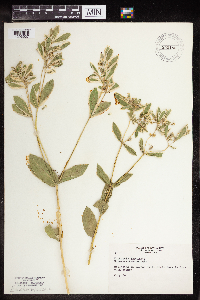 Euphorbia marginata image