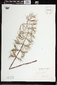 Equisetum sylvaticum image