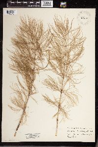 Equisetum sylvaticum image