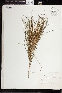 Thumbnail image of current specimen