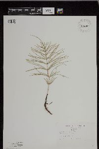 thumbnail image of current specimen