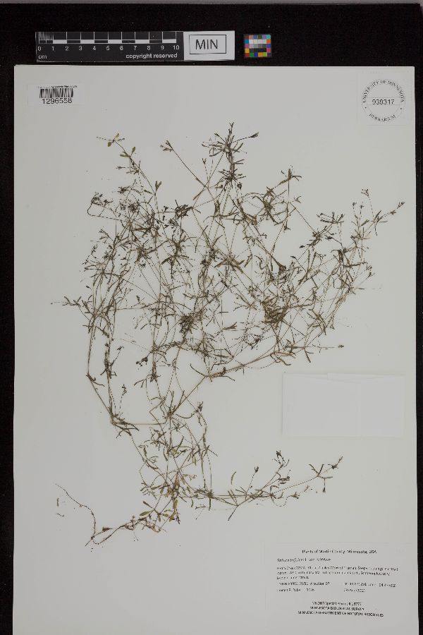 Galium trifidum subsp. trifidum image