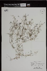 Galium trifidum image