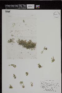 Image of Lemna trisulca