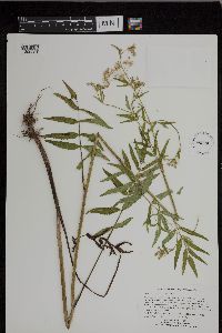 Cicuta maculata var. maculata image
