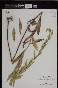 Solidago canadensis var. canadensis image