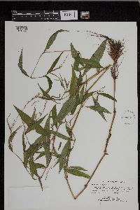 Persicaria punctata image