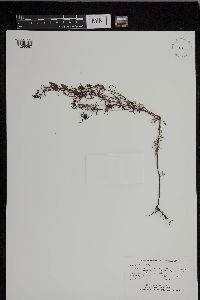 Agalinis tenuifolia image