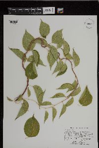 Celastrus scandens image