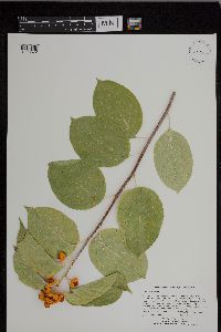 Celastrus scandens image