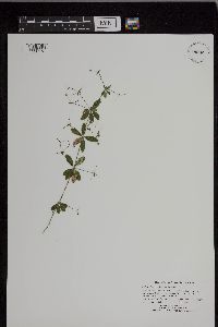 Media resource of Galium triflorum