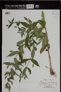 Mimulus ringens var. ringens image