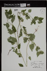 Scutellaria lateriflora image