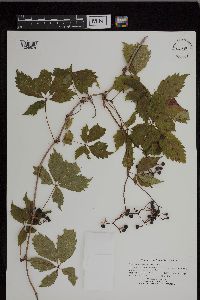 Parthenocissus inserta image