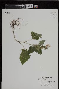 Symphyotrichum cordifolium image