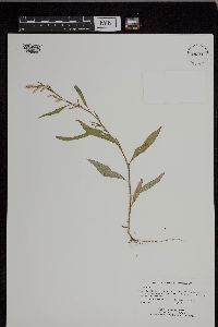 Persicaria lapathifolia image