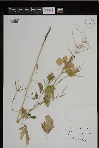 Alliaria petiolata image