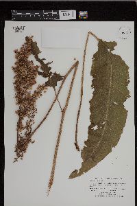 Rumex stenophyllus image