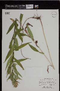 Symphyotrichum lanceolatum var. hesperium image