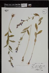 Lobelia siphilitica image
