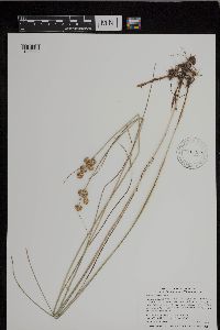 Juncus torreyi image