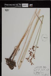 Schoenoplectus tabernaemontani image