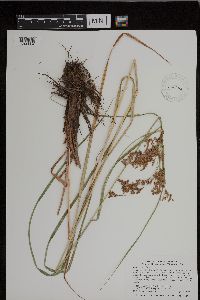 Scirpus pedicellatus image