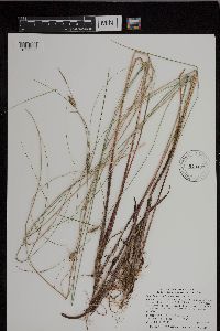 Carex lasiocarpa var. americana image