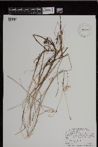 Eriophorum gracile image