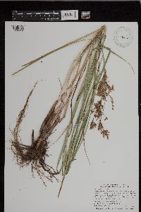 Scirpus pedicellatus image