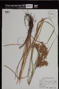 Scirpus pedicellatus image