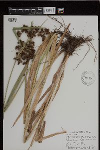 Scirpus atrovirens image