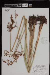 Schoenoplectus tabernaemontani image
