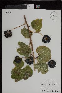 Media resource of Smilax lasioneura