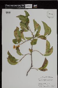 Celastrus scandens image