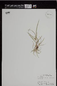 Cyperus esculentus image