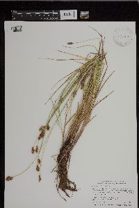 Carex bebbii image