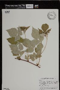 Rubus occidentalis image