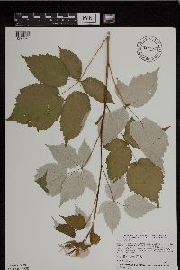 Rubus occidentalis image